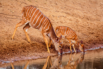 LE-AF-M-04         Nyala Cow With Calf At Waterhole, Phinda Private Game Reserve, South Africa