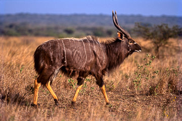 AF-M-10         Male Nyala Walking, Phinda Private Reserve, South Africa