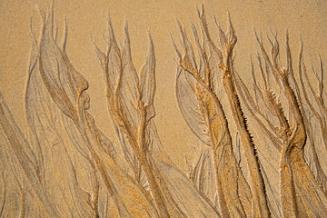 LE-SND-230&nbsp;&nbsp;&nbsp;&nbsp;&nbsp;&nbsp;&nbsp;&nbsp; Sand Design, Coast of Bahia, Brazil