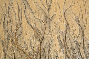 LE-SND-420&nbsp;&nbsp;&nbsp;&nbsp;&nbsp;&nbsp;&nbsp;&nbsp; Sand Design, Coast of Bahia, Brazil