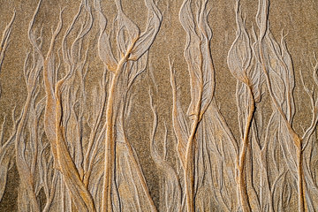 LE-SND-613&nbsp;&nbsp;&nbsp;&nbsp;&nbsp;&nbsp;&nbsp;&nbsp; Sand Design, Coast of Bahia, Brazil
