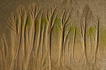 LE-SND-98&nbsp;&nbsp;&nbsp;&nbsp;&nbsp;&nbsp;&nbsp;&nbsp; Sand Design, Coast of Bahia, Brazil