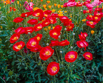 LE-AM-LA-001         Wild Poppies, Oregon Coast, Oregon