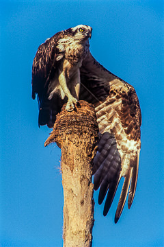 AM-B-01         Osprey Stretching Wing, Lover's Key, Florida