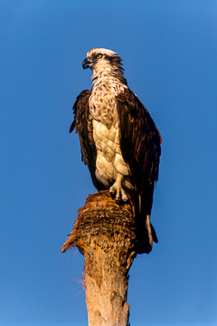 AM-B-02         Osprey, Lover's Key, Florida