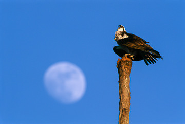 LE-AM-B-11         Osprey Before The Moon, Lovers Key, Fort Myers Beach, Florida