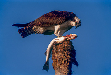 AM-B-04         Osprey With Large Fish, Lover's Key, Florida