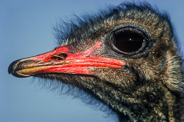 AF-B-04         Male Ostrich Portrait, Rietvlei Nature Reserve, South Africa