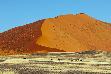 AF-LA-155         Ostriches At The Dunes, The Namib Desert, Namibia, Africa