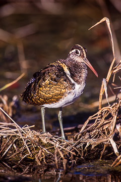 AF-B-01         Painted Snipe, Kruger NP, South Africa