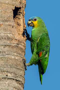 LE-BR-B-21         Papagaio-Verdadeiro By Nest, Coastal Region Of Bahia, Brazil