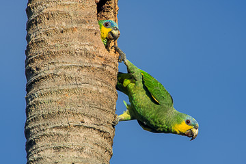 LE-BR-B-32         Papagaios-Verdadeiros By Nest, Coastal Region Of Bahia, Brazil