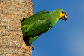 LE-BR-B-84         Papagaio-Verdadeiro Coming Out Of Nest, Coastal Region Of Bahia, Brazil