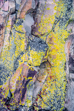 PFM-40         Lichen On Coastal Rocks, Near Fort Popham, Maine