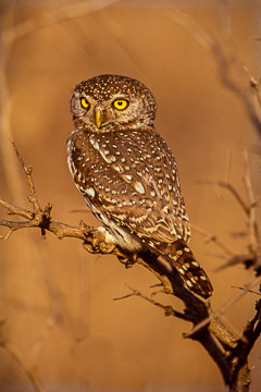 AF-B-02         Pearlspotted Owl, Kruger NP, South Africa