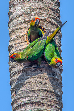 LE-BR-B-06         Periquitos-De-Cabeça-Vermelha, Coastal Region Of Bahia, Brazil