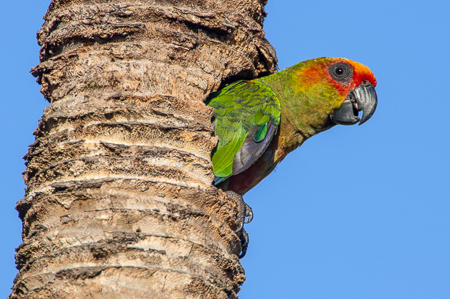 Photograph of a pica-pau-de-cabeça-vermelha coming out from the nest.   Taken on the southeast coast of Bahia, Brazil by Gil Lopez-Espina