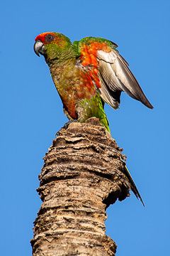 LE-BR-B-82         Periquito-de-Cabeça-Vermelha Stretching Wings, Bahia, Brazil