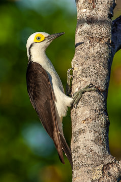 LE-BR-B-03         Pica-Pau-Branco, Coastal Region Of Bahia, Brazil