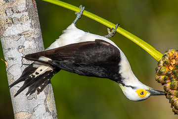 LE-BR-B-32         Pica-Pau-Branco Eating Caxandó, Coastal Region Of Bahia, Brazil