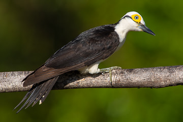 LE-BR-B-103         Pica-Pau-Branco, Coastal Region Of Bahia, Brazil