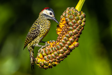 LE-BR-B-28         Pica-Pau-Carijó On Caxandó Fruit, Coastal Region Of Bahia, Brazil