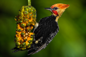 LE-BR-B-32         Pica-Pau-De-Cabeça-Vermelha On Caxandó Fruit, Coastal Region Of Bahia, Brazil