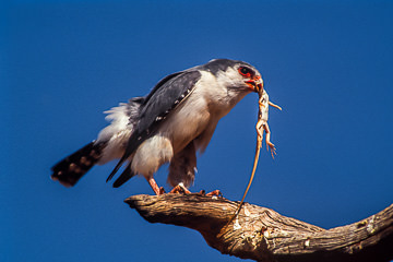 AF-B-05         Pigmy Falcon With Lizard, Kalahari Gemsbok NP, South Africa