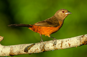 BR-B-01         Pipira-Vermelha, Coastal Region Of Bahia, Brazil