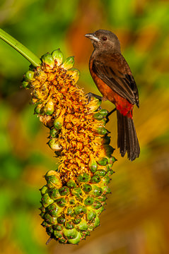 BR-B-02         Pipira-Vermelha On Caxando, Coastal Region Of Bahia, Brazil