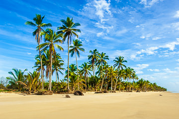 BR-LA-101         Coconut Trees At Beach Near Belmonte, Bahia, Brazil