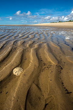 BR-LA-35         Sand Dollar, Beach at Santo Antonio, Bahia, Brazil