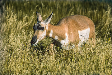 AM-M-06         Female Pronghorn On The Move, Yellowstone NP, Wyoming