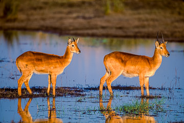 AF-M-02         Pukus At Chobe River, Chobe National Park, Botswana