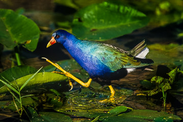 Purple Gallinule on the move, taken at the Everglades National Park, Florida