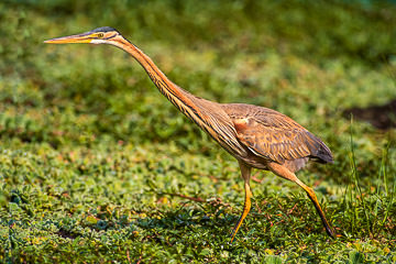 AF-B-01         Purple Heron, Kruger NP, South Africa