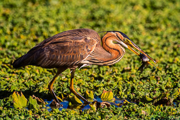 AF-B-03         Purple Heron With Fish, Kruger NP, South Africa