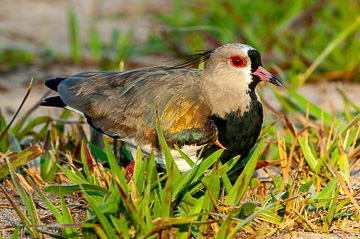 LE-BR-B-33         Quero-Quero, Coastal Region Of Bahia, Brazil