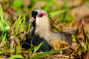 BR-B-41         Quero-Quero, Coastal Region Of Bahia, Brazil