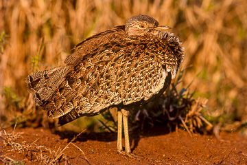 AF-B-06         Redcrested Korhaan, Kruger NP, South Africa