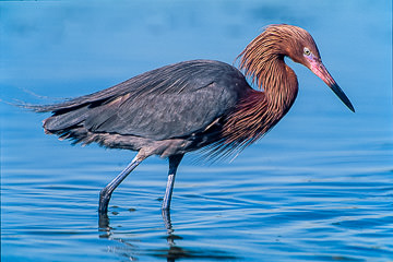 LE-AM-B-11         Reddish Egret, Fort Myers Beach, Florida