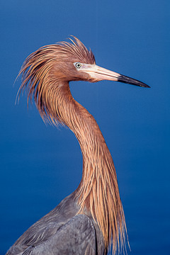 AM-B-02         Reddish Egret Portrait, Fort Myers Beach, Florida