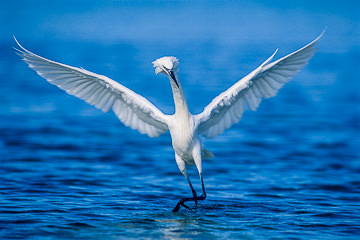 LE-AM-B-05         Reddish Egret Fishing (White Face), Fort Myers Beach, Florida