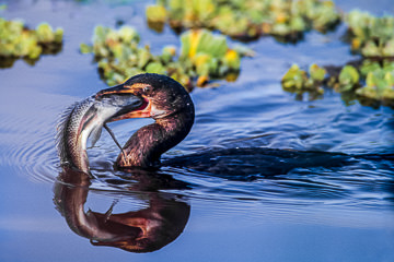 AF-B-02         Reed Cormorant With Large Fish, Kruger NP, South Africa