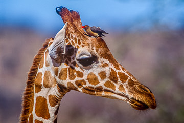 LE-AF-M-04         Reticulated Giraffe With Oxpecker, Samburu National Reserve, Kenya
