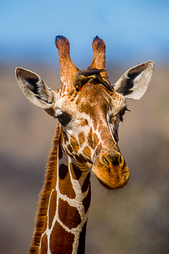 AF-M-05         Reticulated Giraffe With Oxpecker, Samburu National Reserve, Kenya