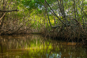 BR-LA-07         Mangrove Tunnel, Rio Jequitinhonha, Belmonte, Bahia, Brazil