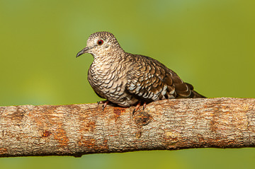 LE-BR-B-21         Rola-Cascavel Resting, Coastal Region Of Bahia, Brazil