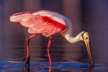 AM-B-01         Roseate Spoonbill, Fort Myers Beach, Florida