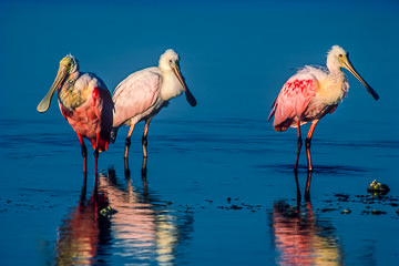 AM-B-05         Roseate Spoonbills With Youngster, J.N. Ding Darling NWR, Florida